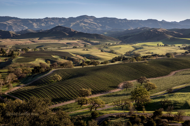 Vineyard Vantage Point